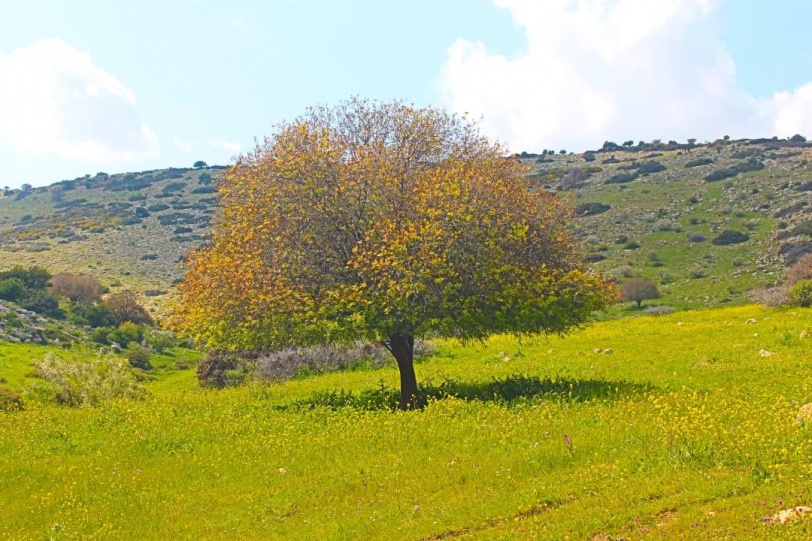التنوع